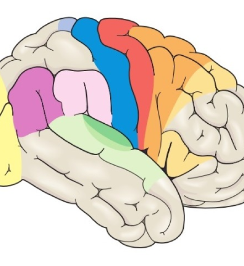 Neurocourses UK - Human Brain Anatomy Courses - Home